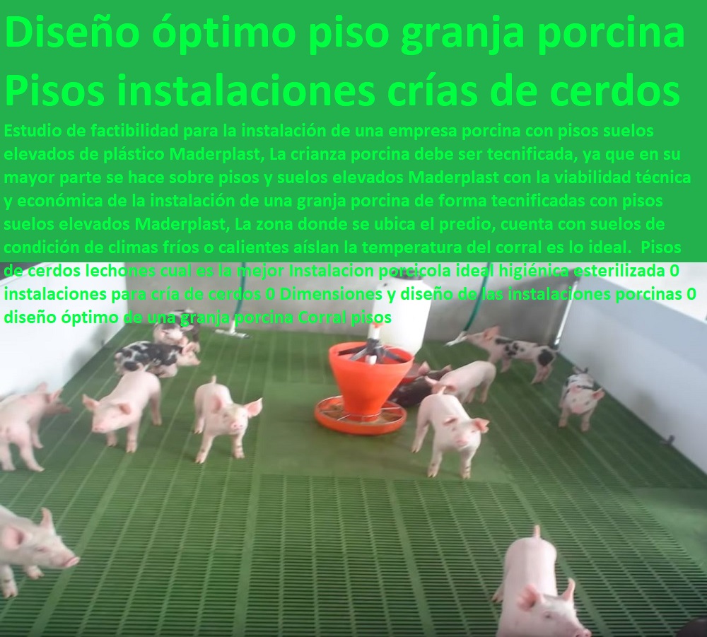 Pisos de cerdos lechones cual es la mejor Instalacion porcicola ideal higiénica esterilizada 0 instalaciones para cría de cerdos 0 Dimensiones y diseño de las instalaciones porcinas 0 diseño óptimo de una granja porcina parideras, porcinas corral, gestación cerdas, parto cerda, lechonera, destete, jaula pre ceba porcinos, corraleja, ceba, engorde cerdos, porqueriza cría de lechones, pisos jaulas comederos, porcicultura jaulas, corrales, Corral pisos Pisos de cerdos lechones cual es la mejor Instalacion porcicola ideal higiénica esterilizada 0 instalaciones para cría de cerdos 0 Dimensiones y diseño de las instalaciones porcinas 0 diseño óptimo de una granja porcina Corral pisos